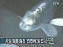 YouTube - Korean Fish With a Human Face[��������������]