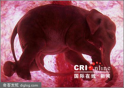 组图：子宫里的动物宝宝照片公布