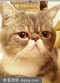 �������緢��������ʾ ʮ��ԪѰ��һ����è��ķ��