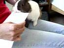 YouTube - Bunny letter opener 兔肉開信機