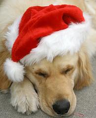 可爱图片传不停！Xmas pictures大搜罗