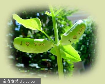 会长字的植物