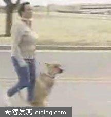 两条腿走路的狗