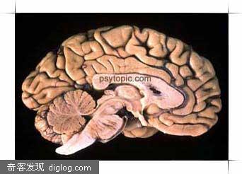 大脑思维的新假说-心理 - Psychology Express