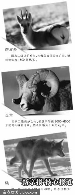 [争议]“野生动物狩猎权”部分动物价格 - by B.H