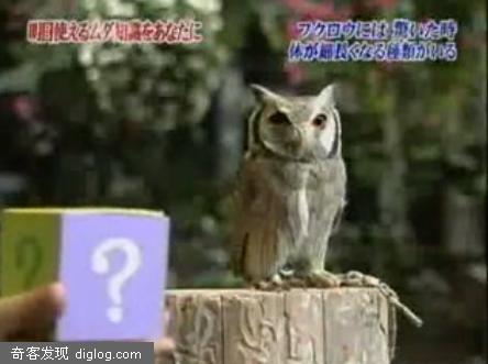 猫头鹰受惊吓时会怎么反应？