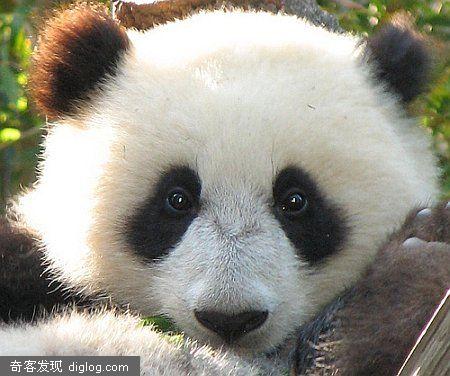 pandafix����èͼƬ����