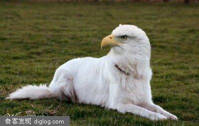 PSͼƬϵ��: A gorgeous funny animal