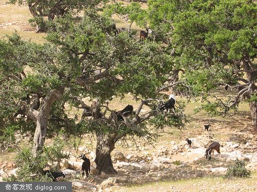 Tree-climbing Goats: ��������ɽ��