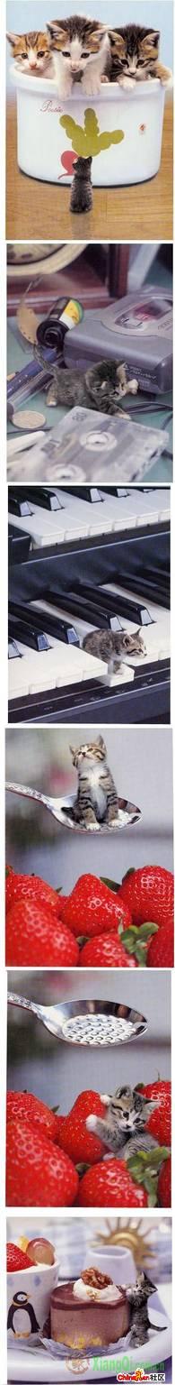 超级可爱的小小猫