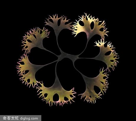 【中英对照】2007最佳科学图片奖
