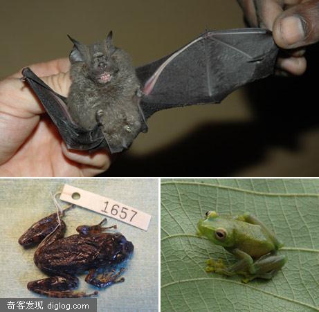 刚果发现六种新的蝙蝠和蛙类