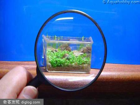 世界上最小的水族馆