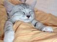 世界上睡姿最可爱的猫