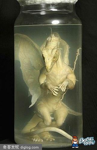 龙(dragon)的标本 - Poboo.com