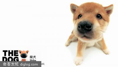 世界名犬的幼儿期～～大头照