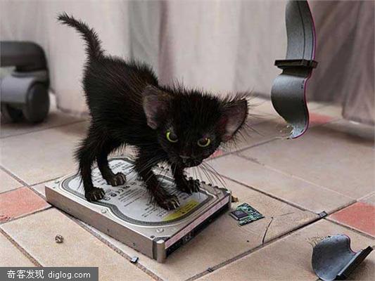 funny animals