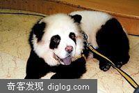 松狮染成熊猫要花上千元-笑死我啦