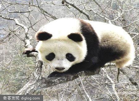 秦岭大熊猫栖息地扩大的背后(图)