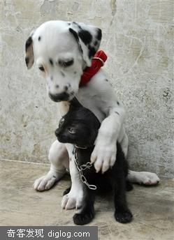 ��è��-Puppy and kitten play together