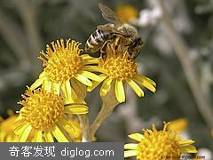壁纸-高清动物瞬间捕捉