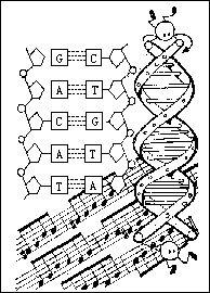 ��˵�е�DNA����