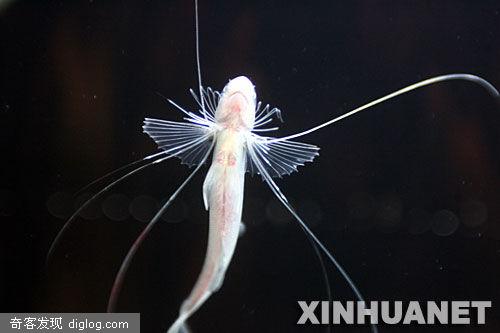 海洋世界“千手观音”珍稀鱼类亮相上海