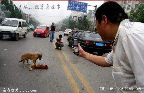 遇车祸小狗冒死救同伴(组图)