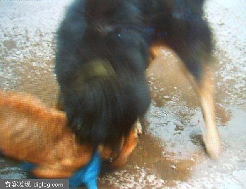 中国最强猛犬藏獒与美国比特犬生死对决(组图)