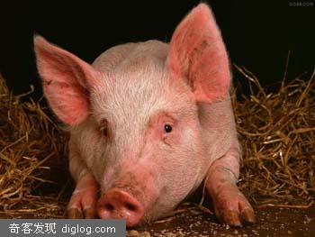 2007猪肉路线（大事记），译索网，Blog翻译