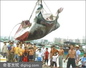 罕见大怪鱼运抵海口 嘴巴很大能吞下一头猪！