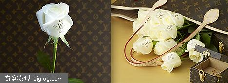 Louis Vuitton��White Dayõ�壬�����������ͷ���