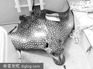 遭斑点鹰鳐“自杀式袭击” 美妇女船上被鱼撞死