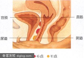 A点G点U点