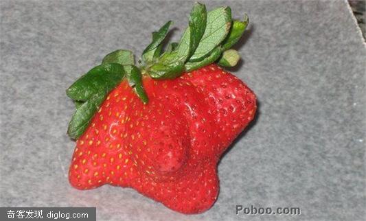 ��ݮ - Poboo.com