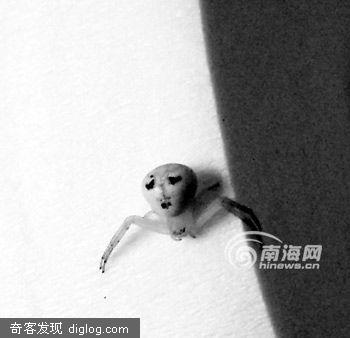 ���Ƿ�������֩�룺�б���������С��ͷ(ͼ)