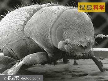 超牛谷粒大讨厌的怪虫居然“放屁”毁森林