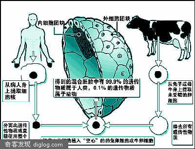 中国5年前造人兔混合胚胎 旨在医治人类疾病