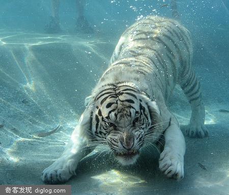 Ư����ˮ��������Ӱ��Ʒ | �������Ӧ����ժ����־�ٷ���վ
