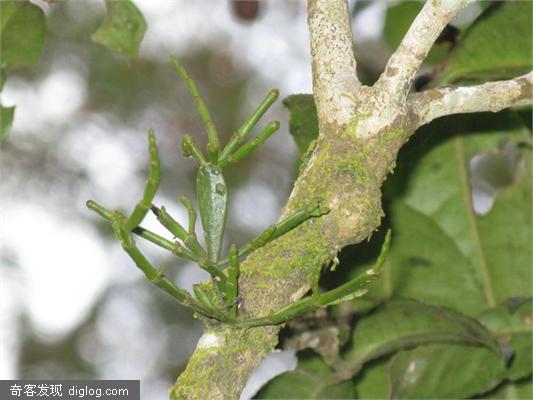 螃蟹脚 茶树 寄生物 茶  螃蟹脚---百年茶树寄生物