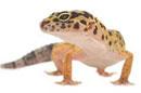 firefox gecko webkit  为什么 Mozilla 要固守 Gecko 内核（下）