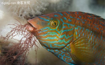 海洋生物  [组图]盘点英国海岸十大奇特海洋生物