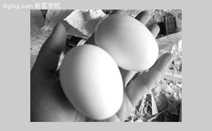 假鸡蛋 鸡蛋造假 蛋壳之父  汗，假鸡蛋是这样做出来的