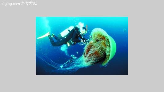 水母  [组图]巨形水母“入侵”日本 身怀毒素成群结队
