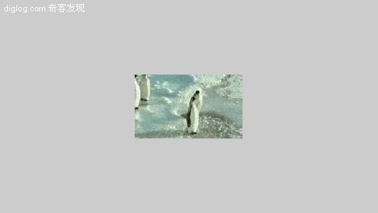 企鹅 搞笑 动物  搞笑企鹅摔跤GIF完整版
