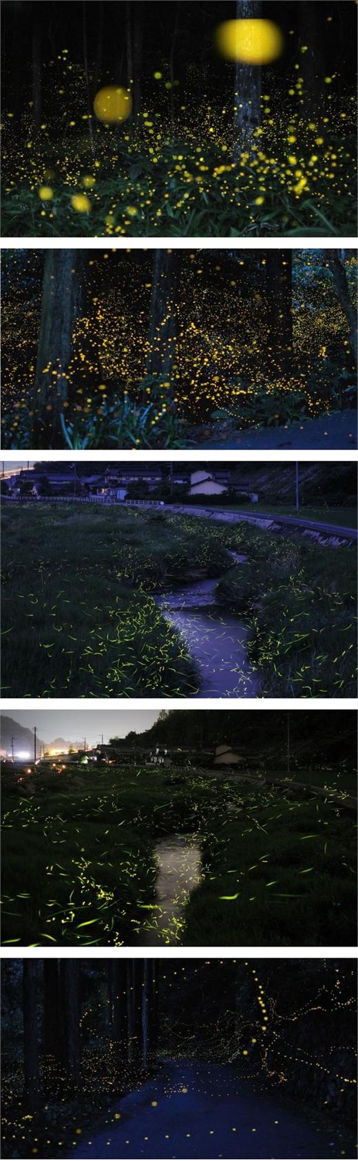 萤火虫 黄金萤火虫